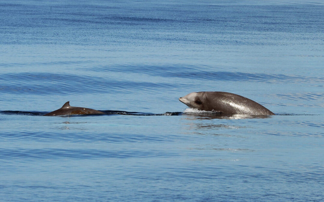 New Study Provides Previously Unavailable Measurements of How Deep-Sea Prey Concentrations Can Substantially Influence How Deep-Diving Predators Behave and Live