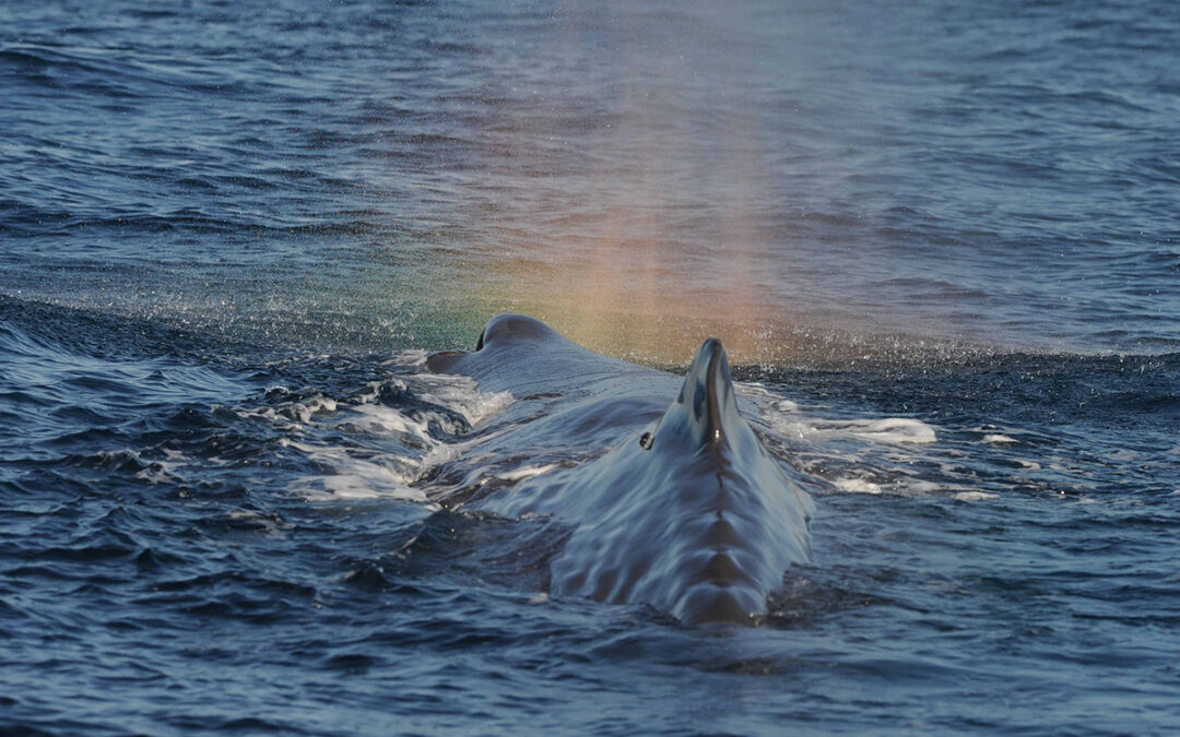 SEA Leads Publication of Updated Marine Mammal Noise Exposure Criteria