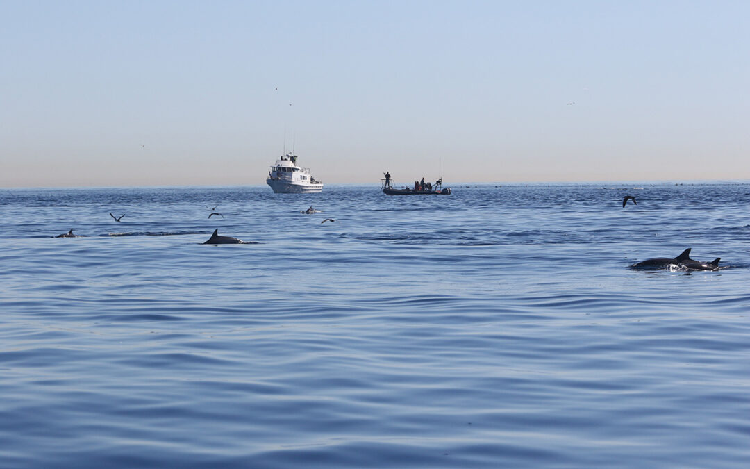 Tagless Behavioral and Physiological Response Study (BPRS) Kicks Off in Channel Islands