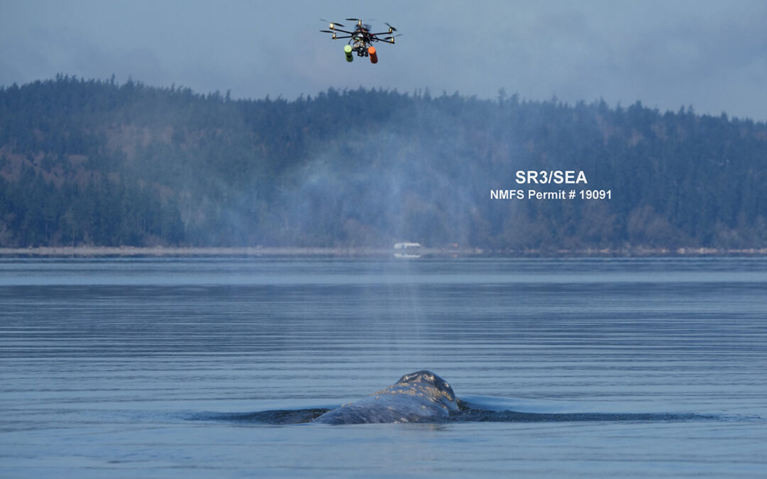 Two New Papers Submitted By SEA Senior Scientist, John Durban