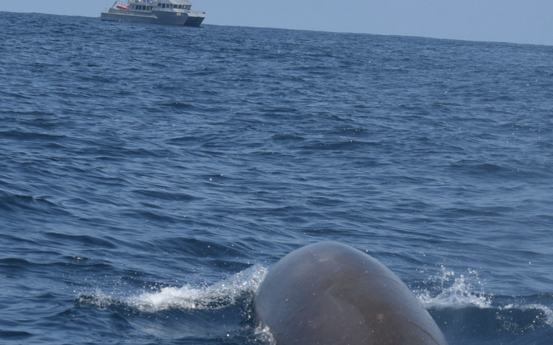 USS Cole Participates in SEA-DUKE Marine Mammal Study