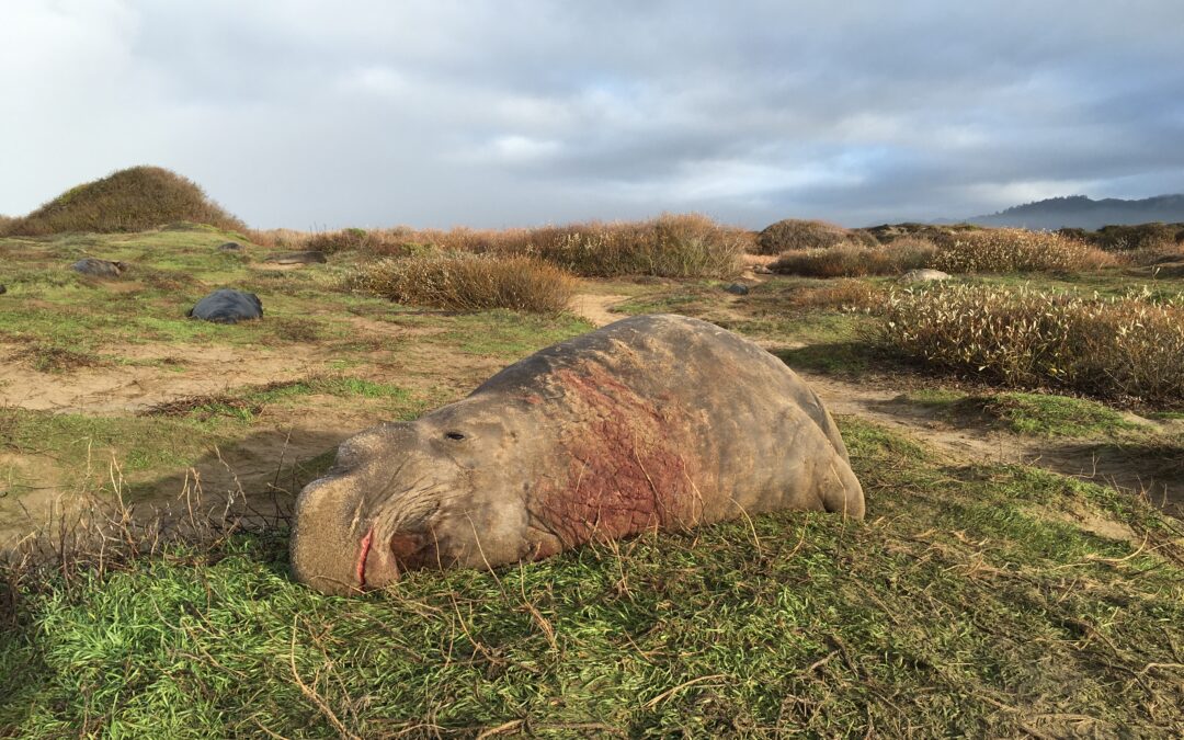 Eight-Year Animal Behavior Study on Male Northern Eseal Ontogeny is Published