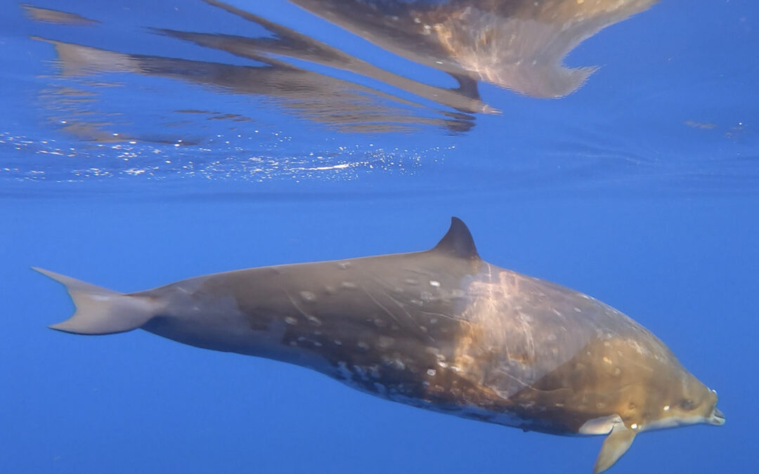 New Publication in Latest Issue of Marine Ecology Series