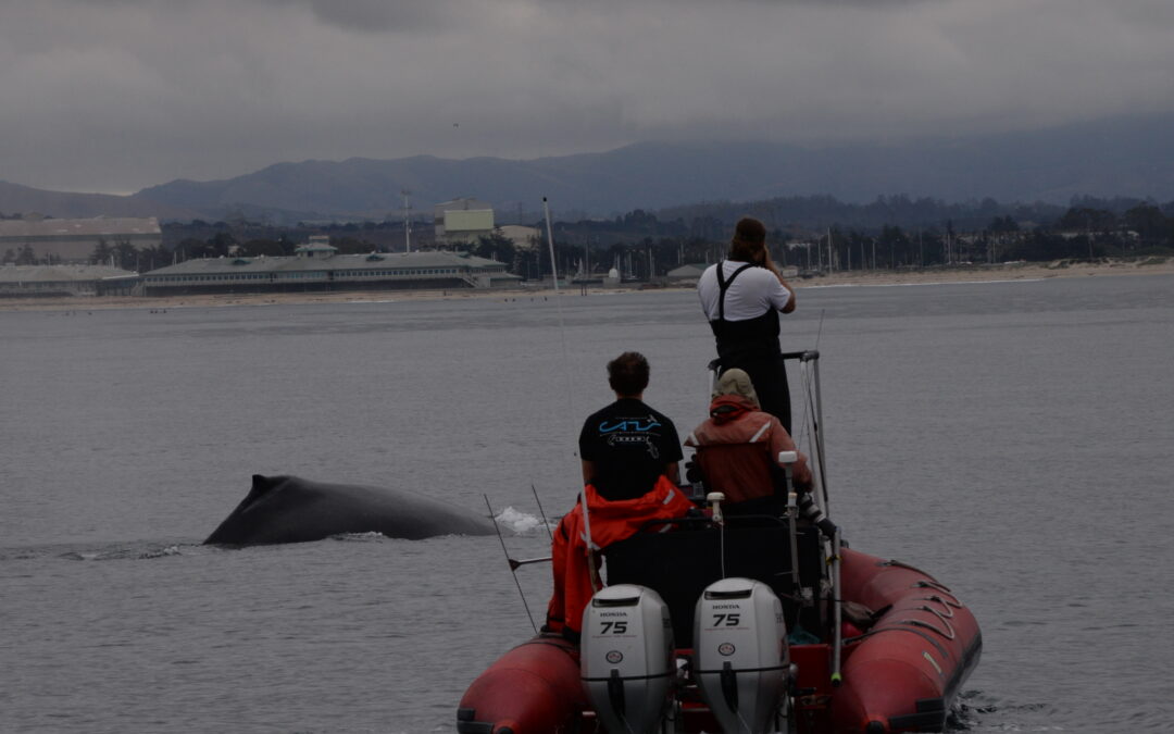 Ocean Noise Production Affected By Covid-19 ?