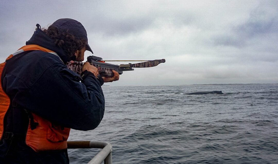 Local Monterey Bay Research Shows How Covid-19 Pandemic Affects Whale Stress