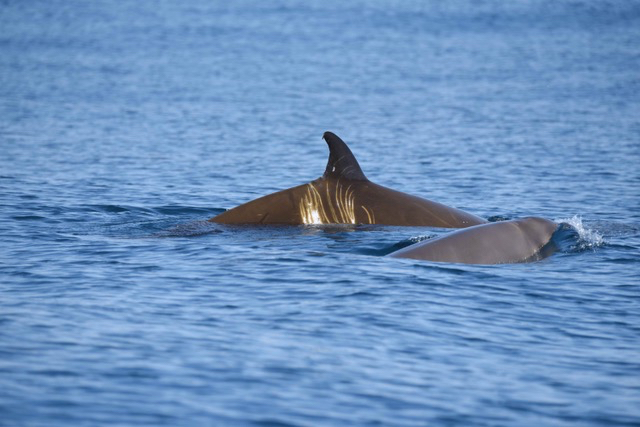 New Publication by our Duke University collaborator, Will Cioffi, on Cuvier’s Beaked Whale Diving Behavior!