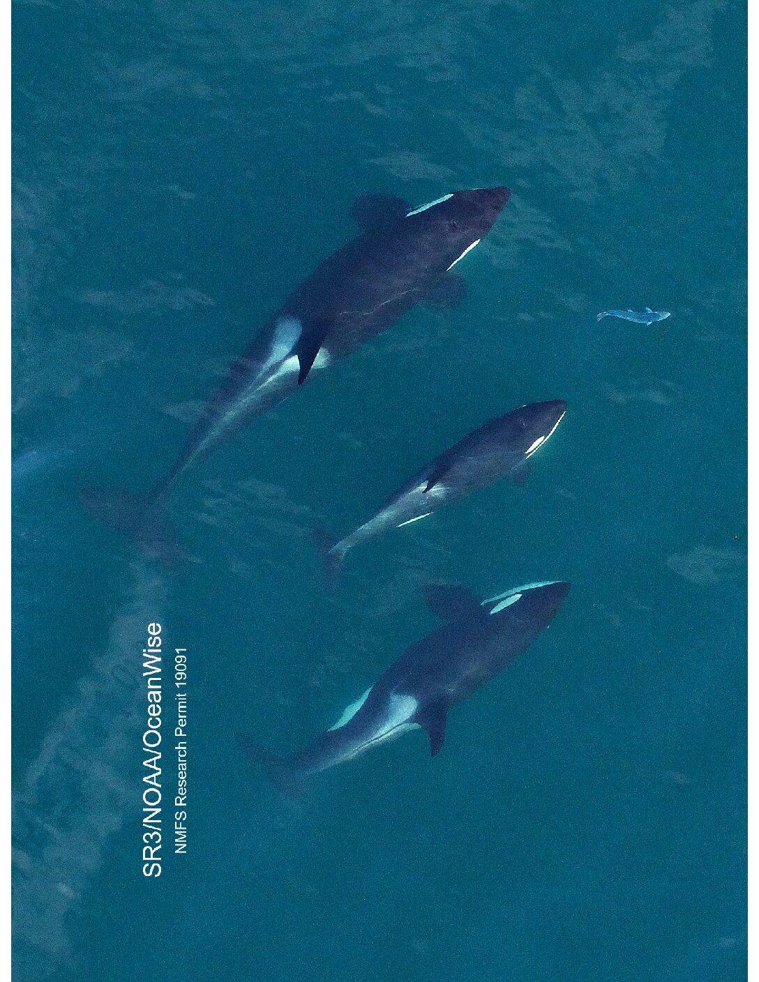Killer Whales: Survival of the FATTEST