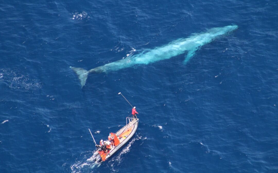 Blue whales track upwelling circulation off California…and we now have new tools to track both