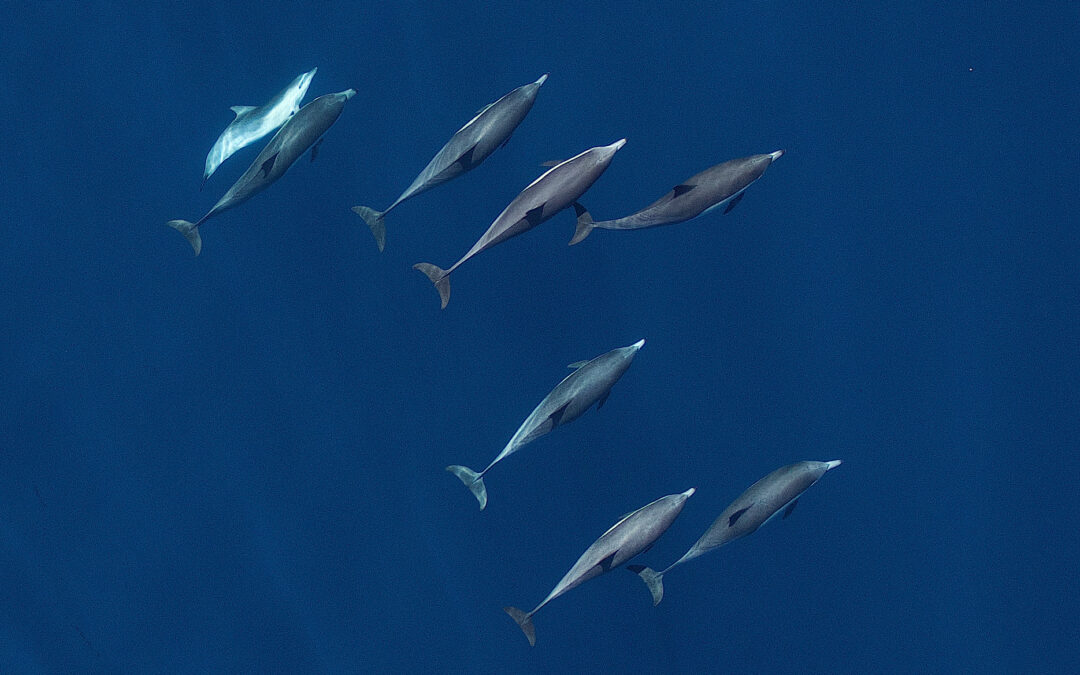 Recent Press Coverage: How Military Sonar Impacts Dolphins