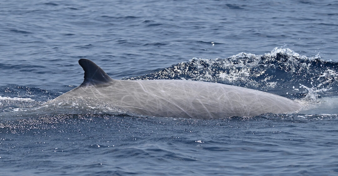 New Paper Published by SEA Senior Scientist, Dr. Rob Schick