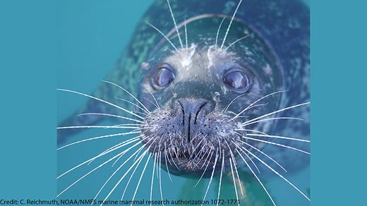 JASA Article Just Published: Measuring Temporary Threshold Shift from Loud Noises in Seals