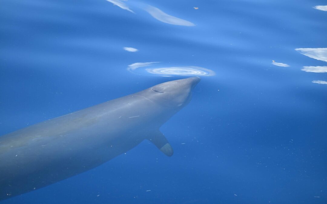 So Far…Eight Beaked Whales Tagged Off North Carolina